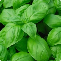 Italian Large Leaf Basil Seeds, Culinary Herb Seeds a key component in many a be - £8.59 GBP