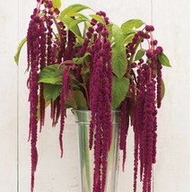 1000 Amaranth Love Lies Bleeding Seeds New Fresh Seeds USA - $17.30