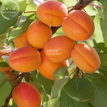 Apricot Self Fertile Sweet Tasty Orange Fruit Seeds 20 Seeds Pack Organic Fruits - $11.28