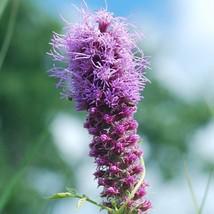 Priarie Blazing Star Seeds Organic Liatris Pycnostachya Seeds Purple Outdoor Flo - £8.04 GBP