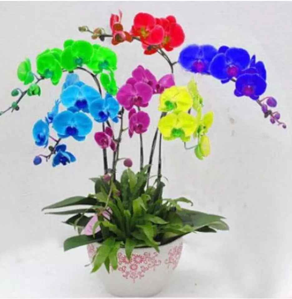 ORCHID SEEDS Garden Plant Flower bloom Multi Color 25PCS - $11.50
