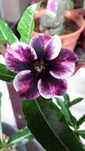 Adedium Desert Rose Blackish Purple Single Petal with White Color, 2 SEEDS D - £9.69 GBP