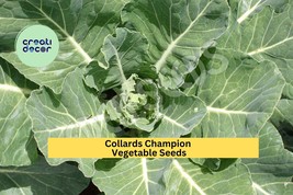 Collards Champion Seeds – 1g for Planting, Heirloom Variety, Tender Nutr... - $9.85 CAD