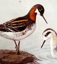 Northern Phalarope Shorebirds 1936 Bird Lithograph Color Plate Print DWU12B - £19.24 GBP