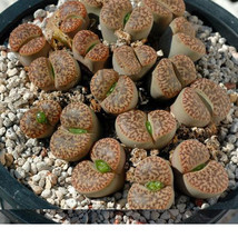 100 Seeds Lithops Bromfieldii C042 Succulents Plants Seeds Garden Beautiful USA  - $9.95