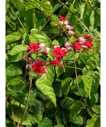Red Bleeding Heart Live Plant in Pot - $22.50