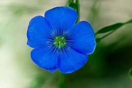 Flax Blue Nice Flower 1 Oz Seeds Fresh Garden Usa Seller - £20.22 GBP