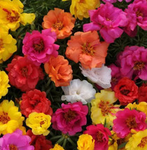 Moss Rose Grandiflora Portulaca Seeds Fast Growing 200 Seeds TS - $7.00