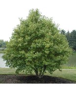 Tag Alder Tree Grey Alder 2 Bareroot New Fast Shipping - $54.30 CAD