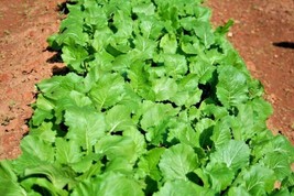 Guashi Store 1 Oz Seven Top Turnip Seeds Organic Native Vegetable Greens Contain - $12.00