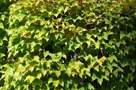 Boston Ivy Parthenocisus Tricuspidata Veitchii 15 SeedsFrom US  - £6.63 GBP