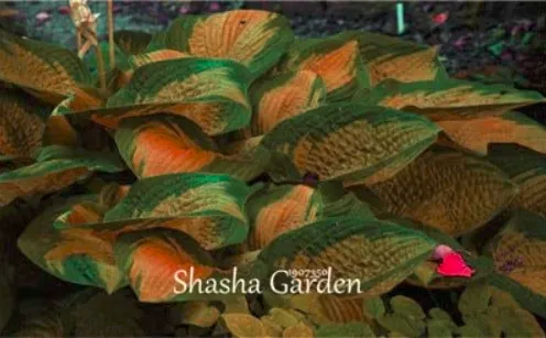 100 of Hosta Fragrant Plantain Lily - Perennial Flower Home Garden Ground AE - £6.17 GBP