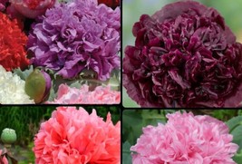 Peony Poppy Mixed 300 Quality Seeds+BUY Any 2 Get 1 FREE - £5.53 GBP