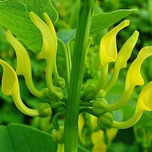 Best USA Seller Aristolochia Clematitis European Birthwort Asarabacca 10 Seeds - £13.75 GBP