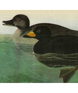 American Scoter Duck Bird 1946 Color Plate Print John James Audubon Natu... - $39.99