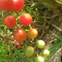 Fresh Seeds Red Cherry Tomato Seeds - £9.33 GBP