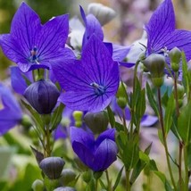 Blue Balloon Flower Seeds. Organic - €4,36 EUR