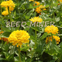 Grow In US Zinnia Canary Bird Yellow 50+ Organic Seeds Heirloom Open Pollinated - £6.33 GBP