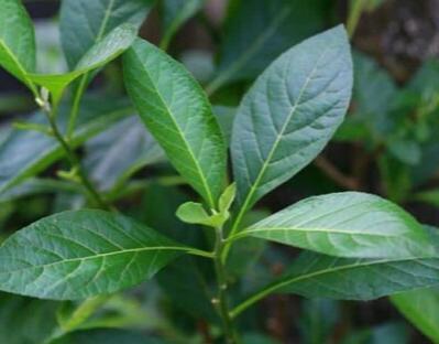 50 Seeds Bitter Leaf Seeds Vernonia Amygdalina V023 Highly Useful And Medicinal