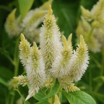 CELOSIA SEEDS 25 PELLETED SEEDS CELOSIA CELWAY WHITE COCKSCOMB SEEDS - $25.48