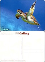 Little Angel Sea Turtle Printed on Chlorine Free Paper VTG Postcard - £7.63 GBP