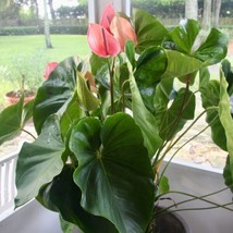PLGE Philodendron Red Sun ,Philodendron McColley&#39;s Finale in 3&quot; Pot - $19.00