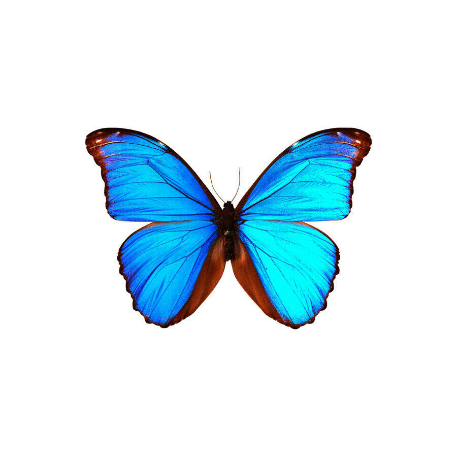 Bright Blue Butterfly Vinyl Decal - Peel and Stick - Available in Variou... - $1.98+