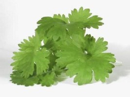 US Seller 1000 Cilantro Corriander Chinese Parsley Coriandrum Sativum Herb Seeds - $12.60