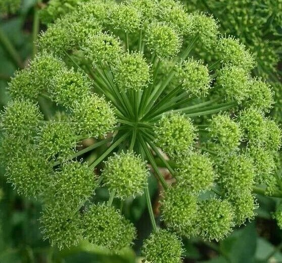 100 ARCHA ANGELICA SEEDS PLANT GARDEN - £3.28 GBP