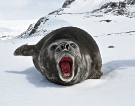 Southern Elephant Seal. Photo Art Print ReproductiCanvas Giclee - £6.86 GBP+