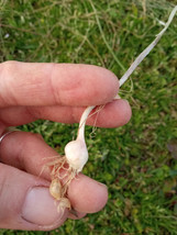 5 Wild Garlic (Allium vineale) Bulbs/Bulbils- Fresh, Clean, &amp; Ready To P... - £9.35 GBP