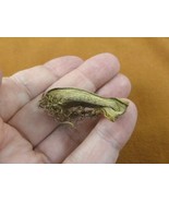 (s800-240) 1-1/2&quot; Catshark Cat Shark egg case casing Scyliorhinidae Aust... - $51.12 CAD