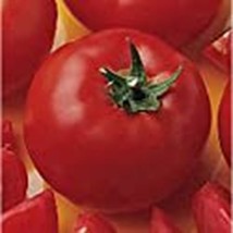 Bush Early Girl Ii Tomato Seeds 20+ Seeds Non Gmo Fruit Herb Flo Fresh - £8.45 GBP