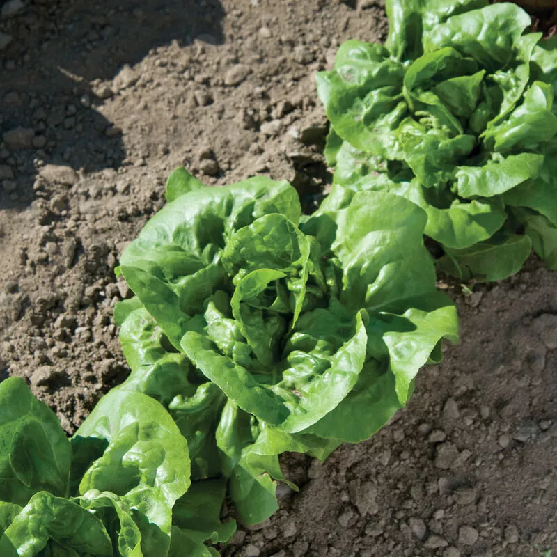 300 Seeds Buttercrunch Lettuce Heirloom Seeds Instant Garden Quick Setup - $11.74