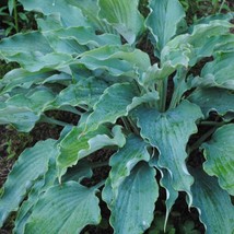 Hosta Neptune 3 Inch Pot Size Starter Plant Plant Garden - $31.90