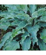 Hosta Neptune 3 Inch Pot Size Starter Plant Plant Garden - $44.76 CAD
