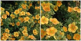 Potentilla Fruticosa &#39;mango Tango&#39; -SHRUBBY CINQUEFOIL-PLANT - 5-7 Inch - HDY2 - £30.25 GBP