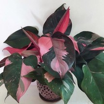 USA SELLER Pink Princess Variegated Philodenron Small Rooted Starter Plant - $59.98