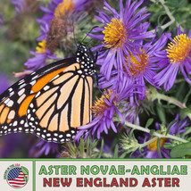 US Seller 200 New England Aster Seeds, Monarch &amp; Pearl Crescent Butterfly Attrac - £7.42 GBP