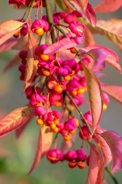 Top Seller 25 European Spindle Tree Euonymus Europaeus Spindletree Pink ... - £11.48 GBP