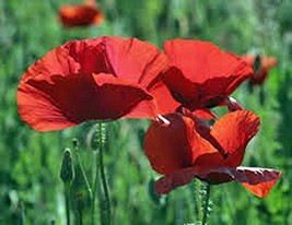Corn Poppy 1000+ Seeds Organic, Brilliant RED Flower, Beautiful RED Blooms - £20.58 GBP