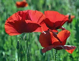 Corn Poppy 1000+ Seeds Organic, Brilliant RED Flower, Beautiful RED Blooms - £21.10 GBP