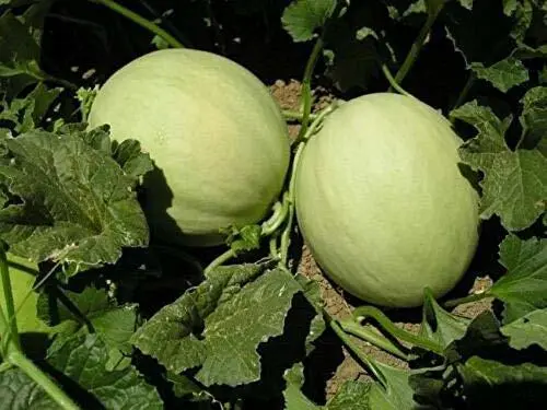 Green Flesh Honeydew Melon Cucumis melo Sweet Juicy Fruit Melon 25 Seeds USA - £6.51 GBP