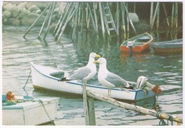 Postcard Getting Together In Nova Scotia NS Seagulls Boat - $3.95