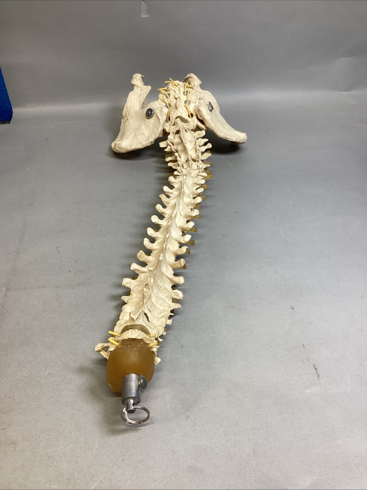 Resin Human Vertebral Column with Pelvis Skeleton Model Medical Anatomical Spine Item image 8