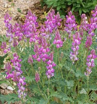 TB Utah Sweetvetch Native Perennial Full Sun Drought Tolerant Non-Gmo 100 Seeds. - $5.97