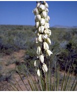 Narrowleaf Yucca 10 Seeds Yucca Glauca Drought Tolerant for Desert Gardens - £7.87 GBP