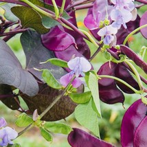 USA SELLER Purple Hyacinth Bean Seeds Fast Shipping - £14.42 GBP