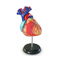 Learning Resources Heart Anatomy Model  - $63.00