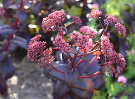 USA Seller 50 Purple Emperor Sedum Seeds Sedum Purple Emperor Free Shipping - $15.40